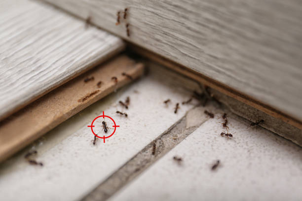 Best Mosquito Control Services  in Overlea, MD